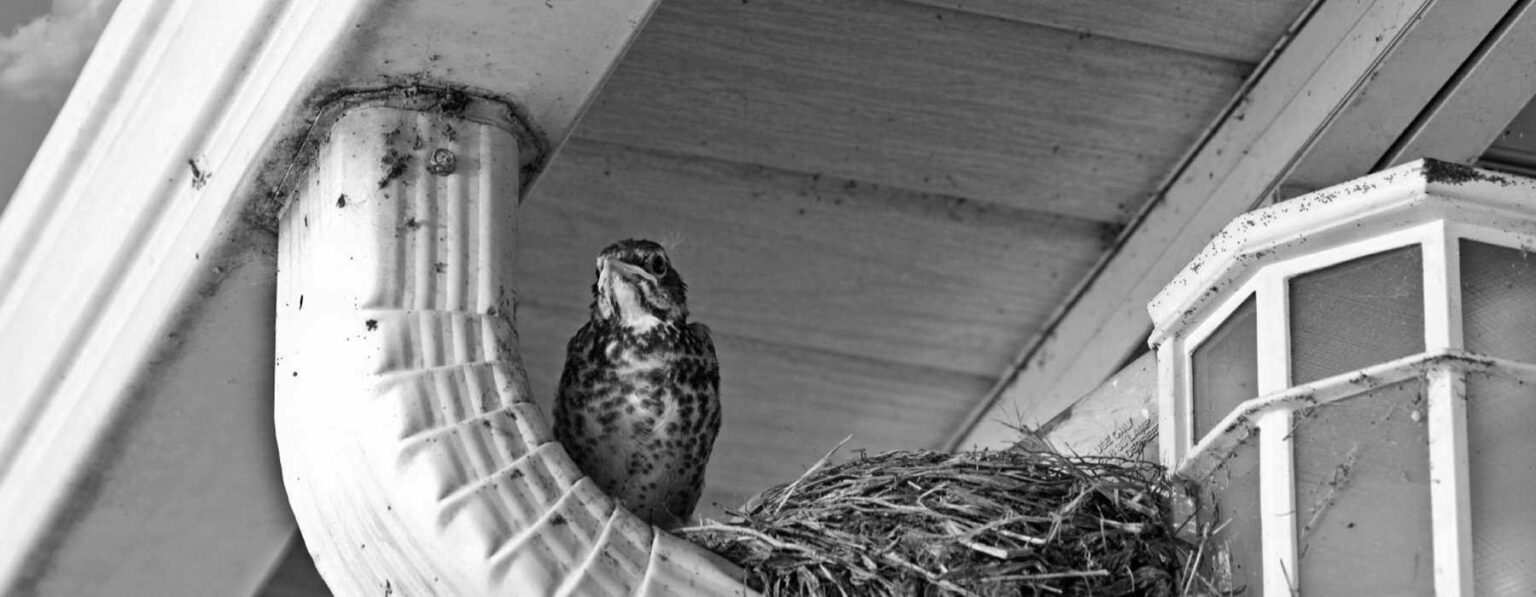 Bird Nest Removals in Dublin Cleaning Out Nests, Attic Venting and More